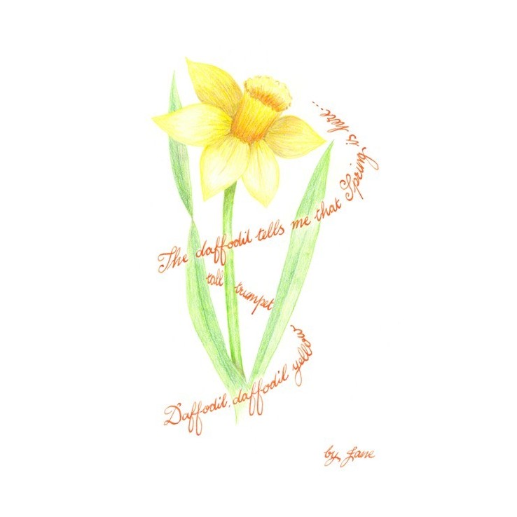 Spring Daffodil-kortti Calligraphy Arts