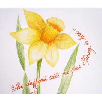 Spring DACHODIL CARD BY Calligraphy Arts 2